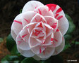 vignette Camlia ' LAVINIA MAGGI ' camellia japonica