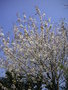 vignette Prunus avium - Merisier