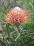 vignette Leucospermum