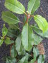 vignette Hydrangea integrifolia