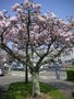 vignette Prunus serrulata  - Cerisier à fleurs