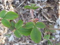 vignette Rubus splendidissimus