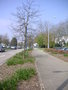 vignette Avenue Le Gorgeu plantée de lierres , Narcisses fleurissant en février , chênes et Magnolias