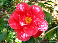 vignette Camlia ' MASAYOSHI ' camellia japonica , syn DONCKELAERI