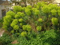 vignette Euphorbia characias