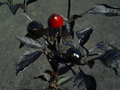 vignette Capsicum annuum 'Black Pearl' (piment)