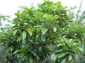 vignette Ficus habrophylla
