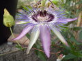 vignette Passiflora x violacea