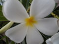 vignette Plumeria blanc obtusa