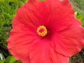 vignette Hibiscus rouge