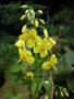 vignette Epimedium