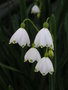 vignette Leucojum aestivum= Nivaria monodelpha = Polyanthemum aestivale  - Nivole d't