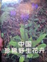 vignette Rare & precious wild flowers of china