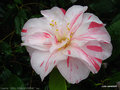 vignette Camlia ' PAUL JONES SUPREME ' camellia japonica