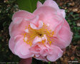 vignette Camlia ' CARA MIA ' camellia japonica