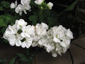 vignette plargonium blanc