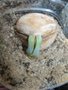 vignette Cycas petrea 1 germination