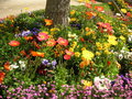 vignette Massifs floraux printemps 2009
