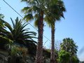vignette palmiers