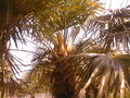 vignette mon palmier