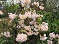 vignette Rhododendron alison johnstone au 07  04 09