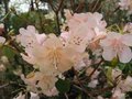 vignette Rhododendron Alison Johnstone gros plan au 07 04 09