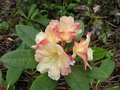 vignette Rhododendron invitation gros plan au 07 04 09