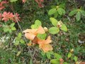 vignette Rhododendron cinnabarinum au 07 04 09