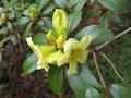 vignette Rhododendron saphanator au 07 04 09