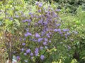 vignette Rhododendron augustini Hilliers dark form au 07 04 09