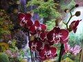 vignette Phalaenopsis Ever Spring Pioneer 