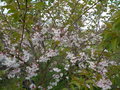 vignette Cerisier fleurs du japon ( prunus )