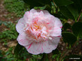 vignette Camlia ' ' COLVILLII ' ou ' MARGUERITE GOUILLON ' camellia japonica,  confirmer ?