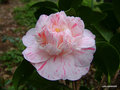 vignette ' COLVILLII ' ou ' MARGUERITE GOUILLON ' camellia japonica,  confirmer ?