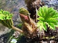 vignette gunnera