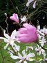 vignette magnolia lonard messel