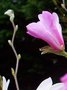 vignette magnolia lonard messel