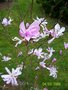 vignette magnolia lonard messel