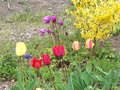 vignette tulipes et forsythia