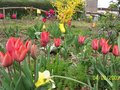 vignette tulipes