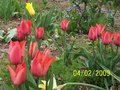 vignette tulipes