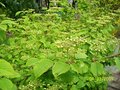 vignette viburnum