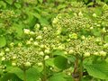 vignette viburnum