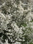 vignette Prunus spinosa