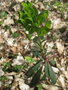 vignette Euphorbia amygdaloides