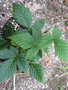 vignette Rubus lineatus 3000m cv CHBO7.CH145