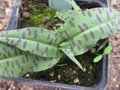 vignette Dactylorhiza maculata