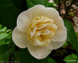 vignette Camlia ' BOTANYUKI ' camellia japonica rusticana