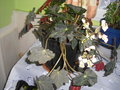 vignette begonia noire