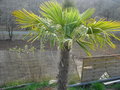 vignette un de mes palmiers